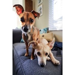 Portrait of dog relaxing on sofa at home