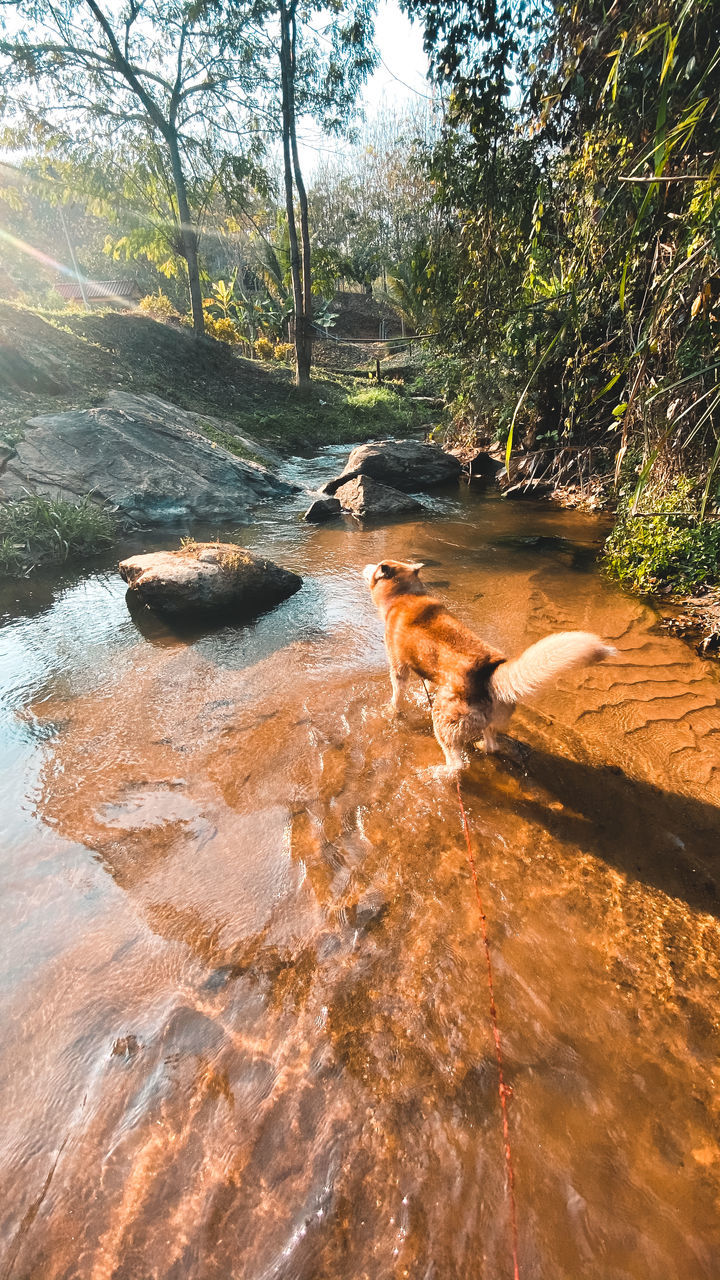 VIEW OF AN ANIMAL IN THE FOREST