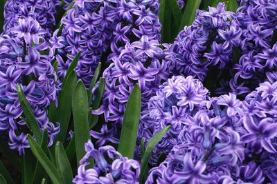 Close-up of purple flowering plants