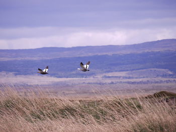 Birds flying over a field