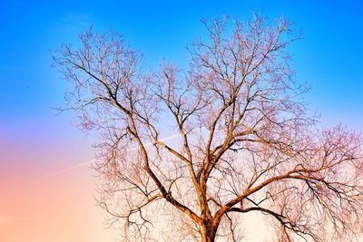 Low angle view of bare tree against blue sky