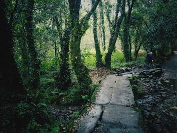 Rear view of people walking on footpath in forest