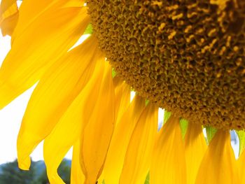 Close-up of sunflower