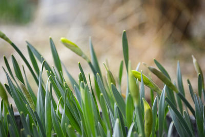 Close-up of fresh grass in field