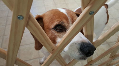 Close-up portrait of beagle dog looking through safety gate