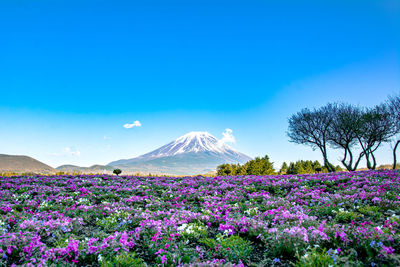 Scenic view of mt. fuji against clear blue sky