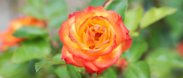 Close-up of orange rose