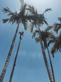 Low angle view of trees against sky