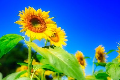 Close-up of sunflower against blue sky