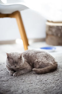 Close-up of a cat sleeping