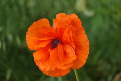 Close-up of orange flower