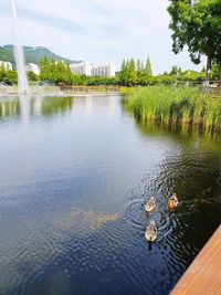 View of ducks swimming in lake