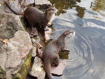 Ducks on rock by water