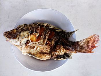 High angle view of fish on plate