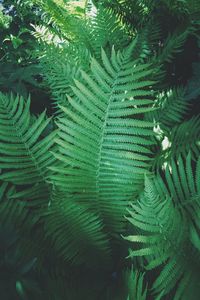 Close-up of fern