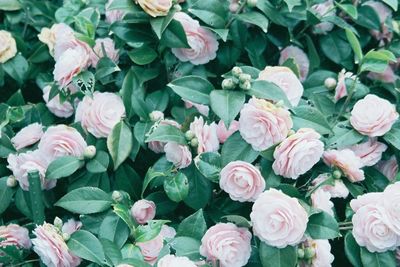 High angle view of pink roses on plant