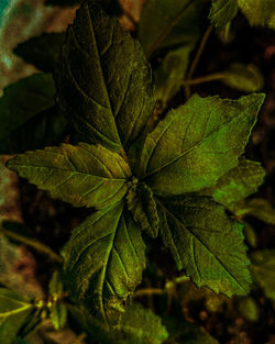Close-up of green leaves