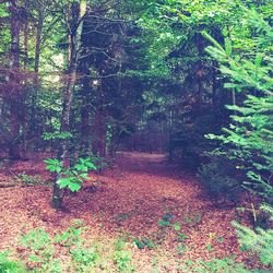 Trees in forest during autumn