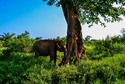 Elephant in a field