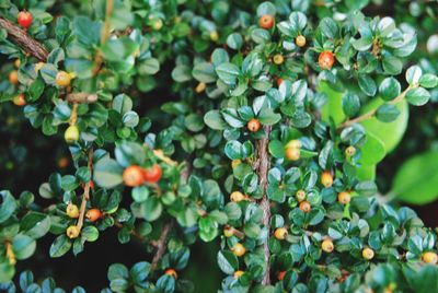 Close-up of berries growing on plant