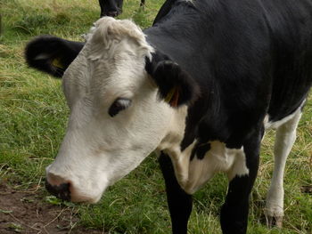 Close-up of cow on field