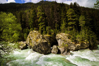 Scenic view of river with trees in background