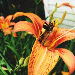 Close-up of orange day lily blooming outdoors