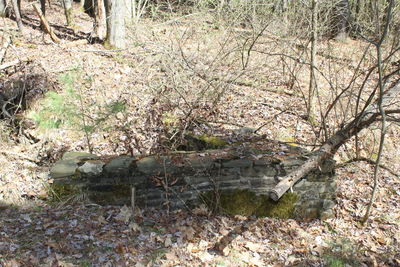 Plants growing on tree trunk