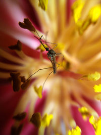 Close-up of insect on pink flower