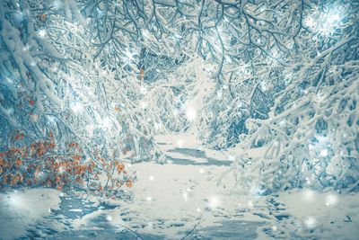 Full frame shot of pine trees in forest during winter