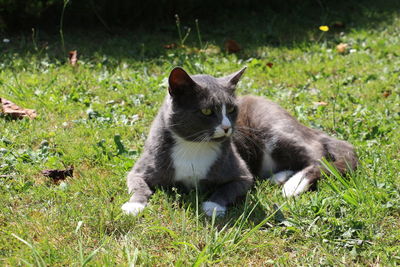 Cat relaxing on grassy field