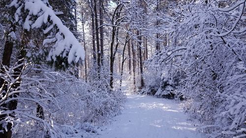 Snow covered trees in forest against sky