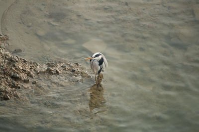 Splashing water
