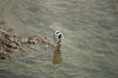 Heron in lake