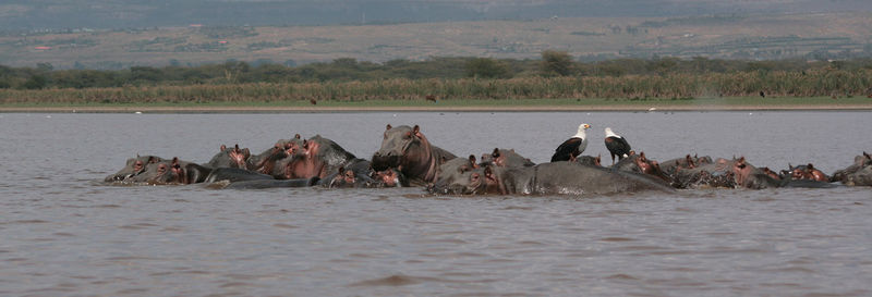 Hippopotamuses and african fish eagles in lake