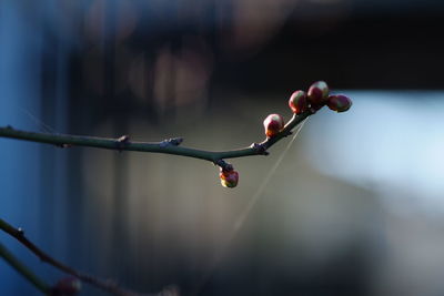 Close-up of flower buds