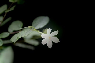 Close-up of white flowers