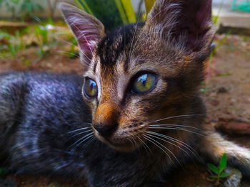 Close-up portrait of a cat