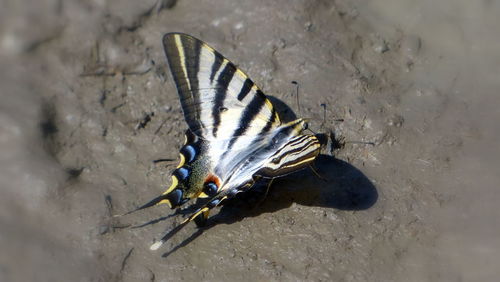 Close-up of insect