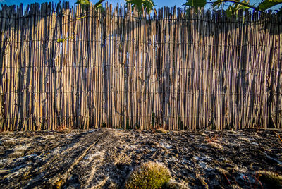 Close-up of trees growing in forest