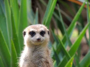 Close-up portrait of meerkat