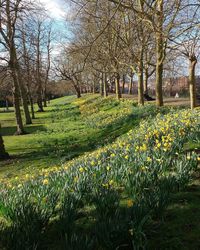 Trees growing on field