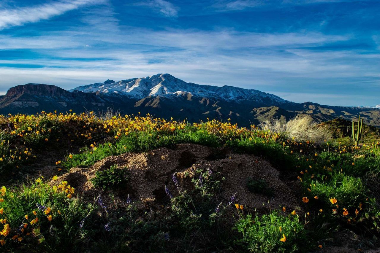 mountain, plant, scenics - nature, sky, beauty in nature, cloud - sky, tranquil scene, environment, landscape, tranquility, nature, no people, non-urban scene, mountain range, growth, land, day, flower, flowering plant, remote, outdoors, mountain peak