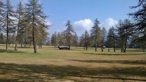 Trees in park against sky