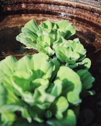 Close-up of vegetables