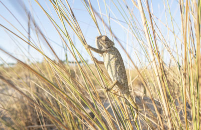 View of lizard on grass