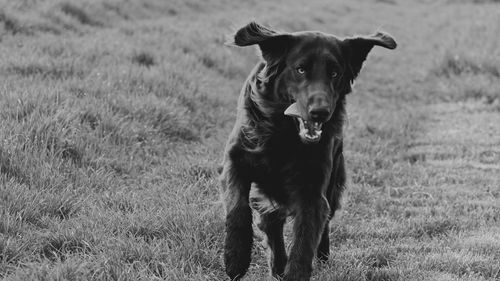 Side view of dog running in garden