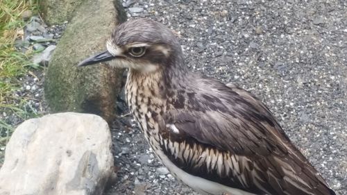 Close-up of a bird