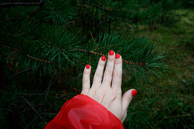 Woman's hand in a red raincoat is touching pine. 