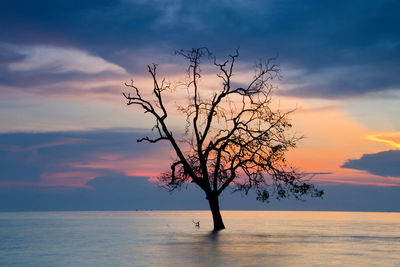 Tree by sea against sky during sunset